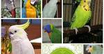 pictures of 2 parrots talking backwards chords