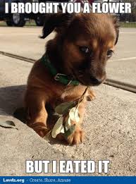 Dog Puppy Meme I Brought You A Flower But I Eated It Jpg ... via Relatably.com