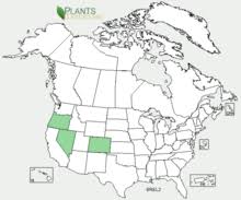Brassica elongata - Wikipedia