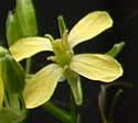 Sisymbrium altissimum (Tall Tumble Mustard): Minnesota Wildflowers