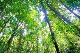 Image result for tropical rainforests