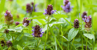 Prunella vulgaris: Uses, Benefits, and Side Effects