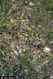 Plants Profile for Trifolium aureum (golden clover)
