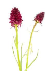 Alpine Flora - Black Vanilla Orchid (nigritella Nigra) Stock Photo ...