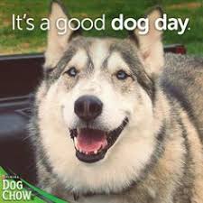 Easygoing Dog Meme: Q. What do you call a dog who howls at ... via Relatably.com