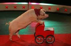 Image result for circus pig