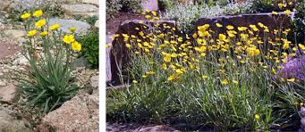 Ranunculus gramineus – Master Gardener Program