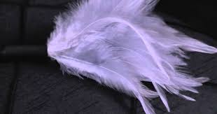 Image result for feather ticklers image