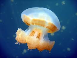 水母直径约4英尺9英寸  海洋生態