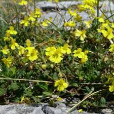 Helianthemum oelandicum | Online Atlas of the British and Irish Flora