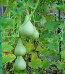Image result for growing gourds
