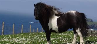 Image result for shetland pony