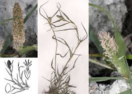 Sporobolus schoenoides (L.) P.M.Peterson - Guida alla flora degli ...