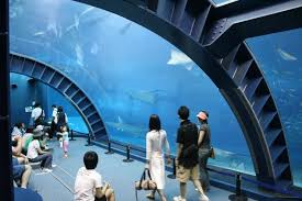 El acuario de Okinawa (Japon) Images?q=tbn:ANd9GcRUlQ2gsOIbyrD2YQEP7mkjHaIyCr8i5krpdptvwZh2t7-QD80NJg