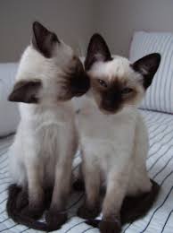 Image result for google images siamese kittens