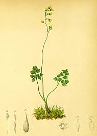 Thalictrum alpinum - Wikipedia