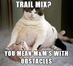 Fat Cat : pikdit via Relatably.com