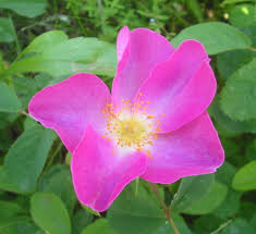 Rosa gallica - Wikipedia