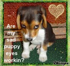 Image result for sad puppy eyes gif