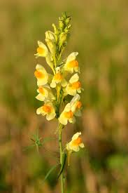 Linaria vulgaris - Wikipedia