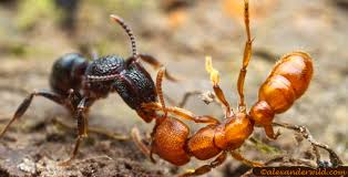 Image result for images different types of ants