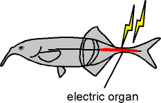 electric fish కోసం చిత్ర ఫలితం