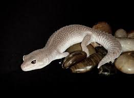 Le Gecko léopard / Les phases Images?q=tbn:ANd9GcRW8TN7H89Gb5-ojGJ9nCY2r662h8-bPNAVd06HmxENtxusVnFe