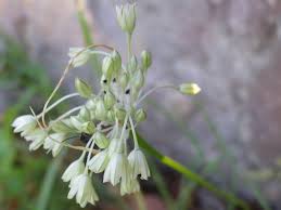 Allium tenuiflorum: aglio a fiori sottili