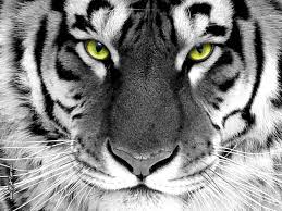 Resultado de imagen de tigres