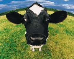 Image result for mad cows