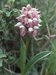 Neotinea tridentata subsp. lactea, Milky Orchid