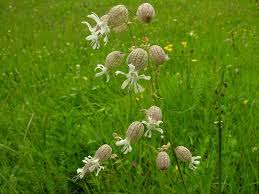 Sp. Silene vulgaris subsp. aetnensis - florae.it