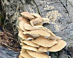 Aspen Oyster Mushroom