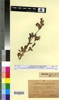 Silene colorata in Global Plants on JSTOR