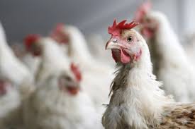 Israel to see poultry shortage as veterinary inspectors protest