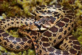 Image result for picture of California Pacific gopher snake