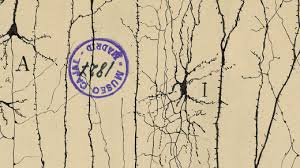 Why the First Drawings of Neurons Were Defaced | Quanta Magazine