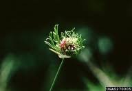 wild garlic: Allium vineale (Asparagales: Amaryllidaceae): Invasive ...