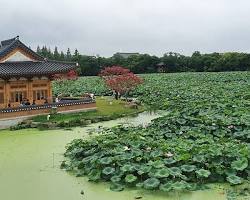 전주 덕진공원 연꽃 평화교, AI로 생성