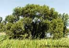 Trees of Wisconsin: Salix fragilis, crack willow