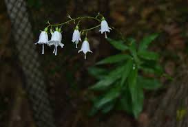 Adenophora liliifolia - Wikipedia