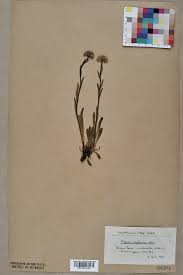 Erigeron neglectus - Wikispecies
