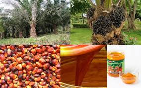 Image result for palm oil