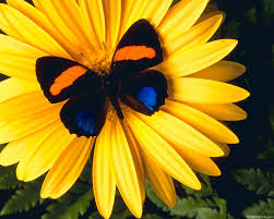 Resultado de imagem para borboletas e flores
