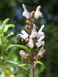 Salvia fruticosa - Wikipedia