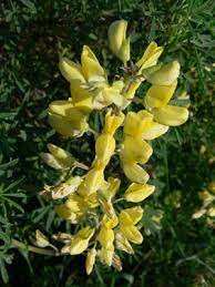 Yellow bush lupine