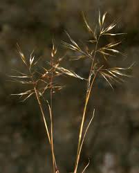 Trisetaria macrochaeta (Boiss.) Maire | Flora of Israel Online