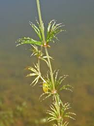 Ceratophyllum demersum Calflora