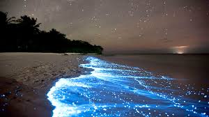 Resultado de imagen de bahia bioluminiscente vieques