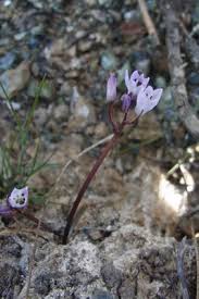 Brimeura fastigiata (Viv.) Chouard | Plants of the World Online | Kew ...
